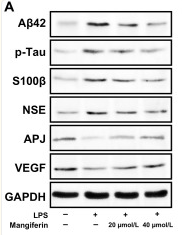 Phospho-Tau (Ser396) Antibody - Figure 9.