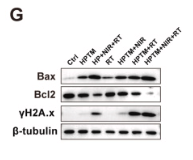 Phospho-Histone H2A.X (Ser139)[Ser140] Antibody - Fig.