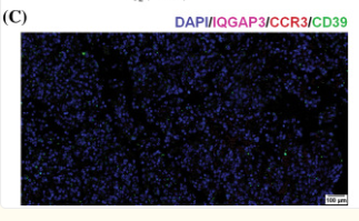 IQGAP3 Antibody - Figure 4.