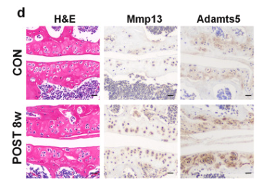 ADAMTS5 Antibody - Fig.
