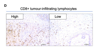 CD8 Antibody - Figure 1.