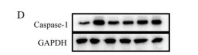 Caspase 1 Antibody - Figure 11.