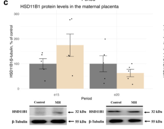 HSD11B1 Antibody - Figure 3.