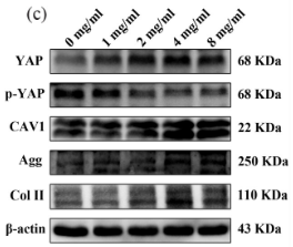 Aggrecan Antibody - Figure 6.