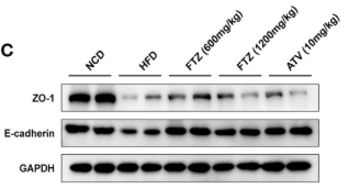 ZO 1 Antibody - Figure 5 Effects of FTZ on intestinal mucosal barrier and inflammation in mice.