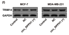 TRIM14 Antibody - Figure 2.
