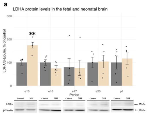 LDHA Antibody - Figure 7.