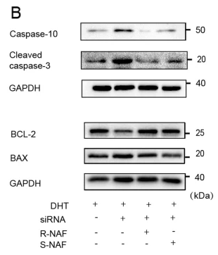 Caspase 10 Antibody - Fig.