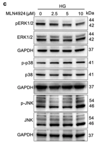 JNK1/2/3 Antibody - Fig.