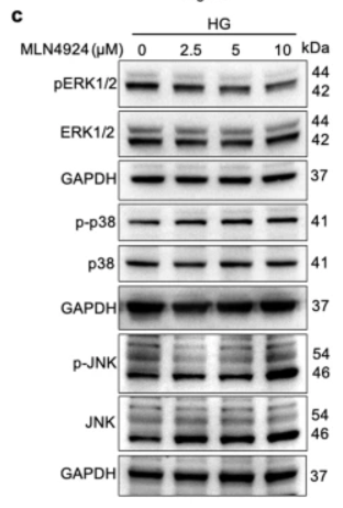 Phospho-JNK1/2/3 (Thr183+Tyr185) Antibody - Fig.