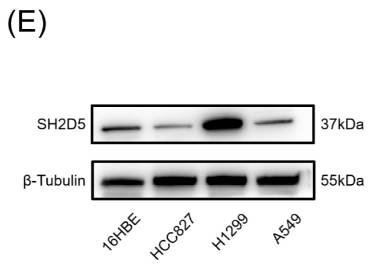 SH2D5 Antibody - Fig 1.