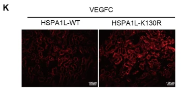 HSPA1L Antibody - Fig.