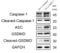 Cleaved-Caspase 1 (Asp296), p20 Antibody - Figure 6.