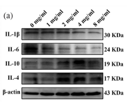 IL10 Antibody - Figure 5.