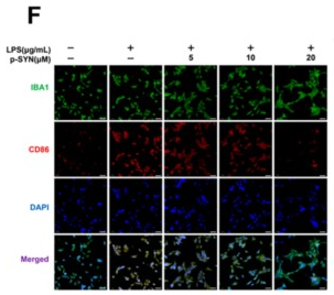 CD86 Antibody - Fig.