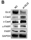 Cleaved-PARP (Asp214) Antibody - Figure 9.