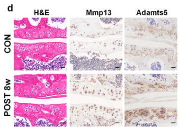 MMP13 Antibody - Fig.