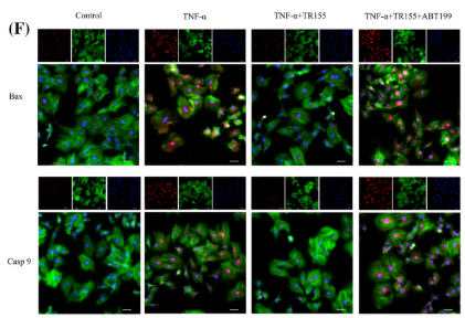 Caspase 9 Antibody - FIGURE 4 Effects of TR155 on the transcriptome of apoptosis in NPCs.