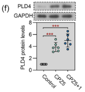 PLD4 Antibody - FIGURE 1 Pld4 is upregulated in the corpus callosum during demyelination and remyelination.