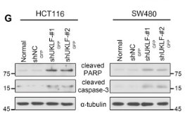 Cleaved-Caspase 3 (Asp175), p17 Antibody - Fig.