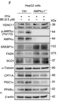 Phospho-AMPK alpha (Thr172) Antibody - Figure 10 B6 reduces de novo lipogenesis and promotes fatty acid oxidation by regulating phosphorylation of AMPKα1 through inhibiting HDAC11.