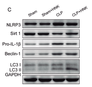SirT1 Antibody - Fig.