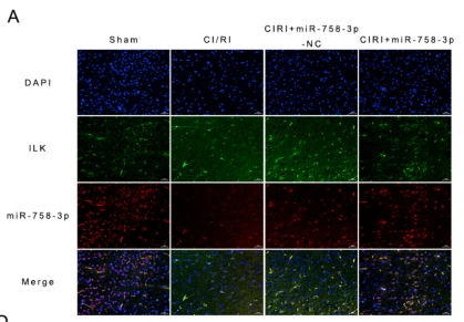 ILK Antibody - Fig.