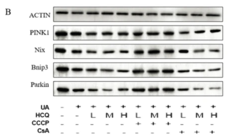 PINK1 Antibody - Fig.