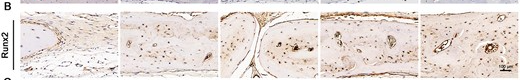RUNX2 Antibody - Figure 9.