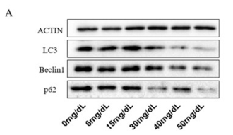Beclin 1 Antibody - Fig.
