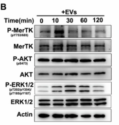 Phospho-MER/TYRO3 (Tyr753/Tyr685) Antibody - Fig.