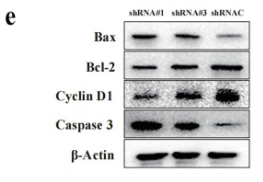 Caspase 3 Antibody - Fig.