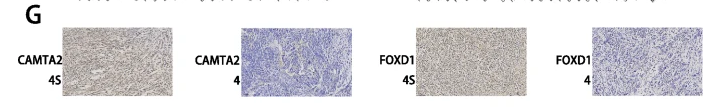 CAMTA2 Antibody - Fig.