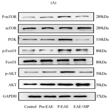 pan-AKT1/2/3 Antibody - Fig.