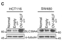 SLC39A4 Antibody - Fig.