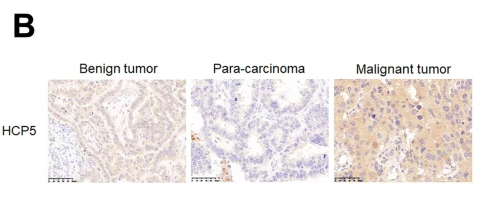 PDE7A Antibody - Fig.