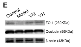 Phospho-PRC1 (Thr481) Antibody - Fig.