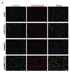 Acetyl-alpha Tubulin (Lys40) Antibody - Figure 5 Smek1 deficiency enhances the development of tau pathology and interfere microtubule stability via PI3K/AKT pathway.