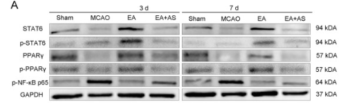CDK5R1/P35 Antibody - Fig.