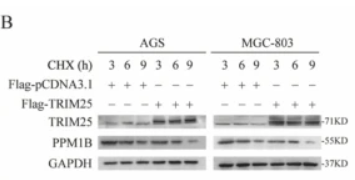 ZNF147 Antibody - Fig.