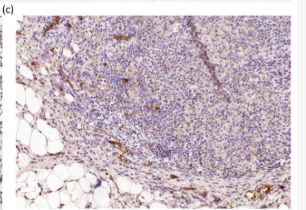 CR1 Antibody - Figure 4.