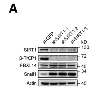 FBXL14 Antibody - Figure 3.