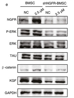 beta Catenin Monoclonal Antibody - Figure 4.