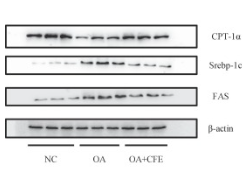 SREBP1 Antibody - Fig.