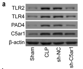 TLR4 Antibody - Fig.
