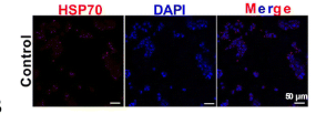 HSP70 Mouse Monoclonal Antibody - Fig.
