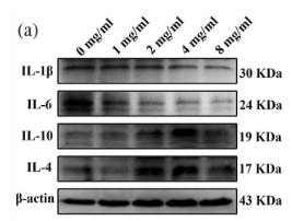 IL4 Antibody - Figure 5.