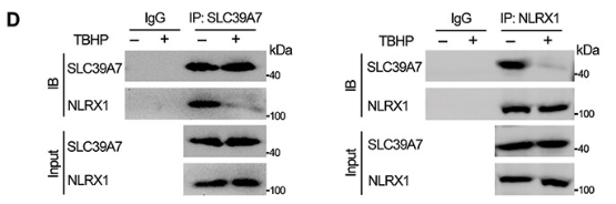 ZIP7 Antibody - Figure 5.