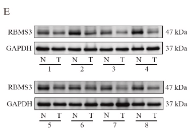 RBMS3 Antibody - Fig.