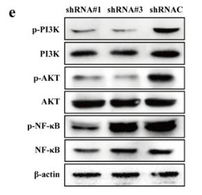 NF-kB p65 Mouse Monoclonal Antibody - Fig.